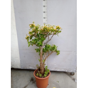 Crassula ovata 'Sunset'