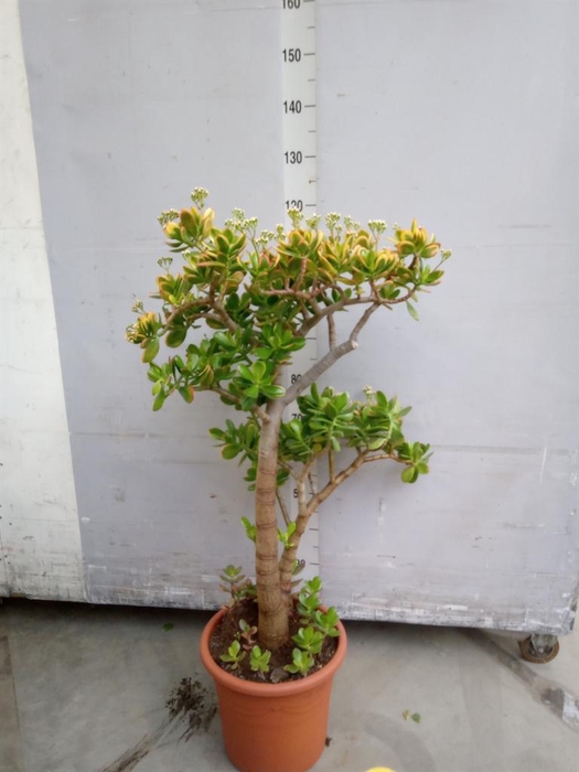 <h4>Crassula ovata 'Sunset'</h4>