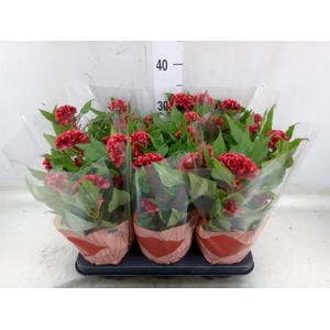 Celosia arg. CR 'Twisted Strawberr'