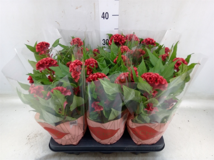 <h4>Celosia arg. CR 'Twisted Strawberr'</h4>
