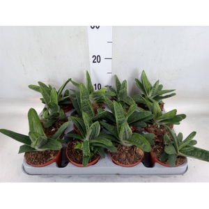 Gasteria  'Little Warty'