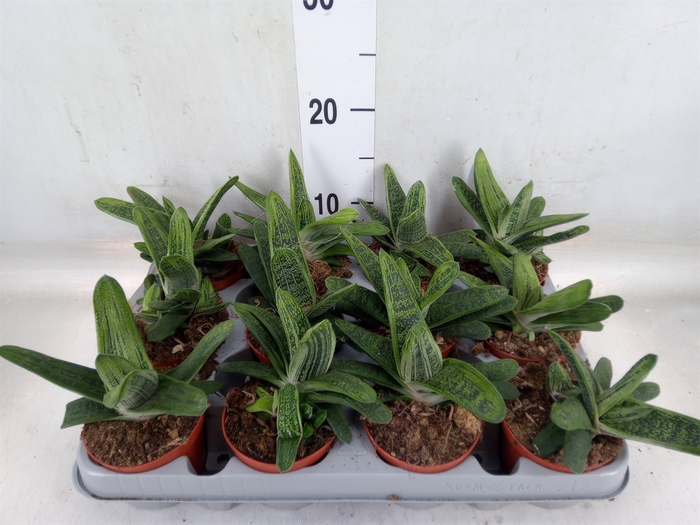<h4>Gasteria  'Little Warty'</h4>