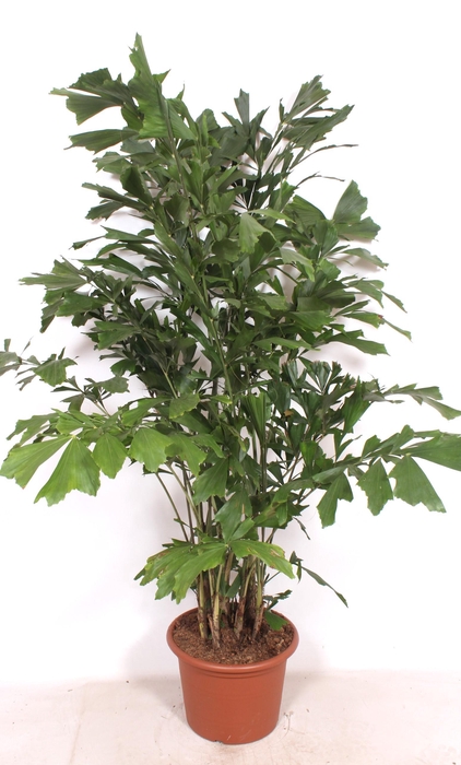 <h4>Caryota mitis</h4>