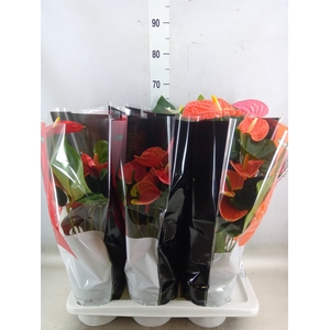 Anthurium   ...mix
