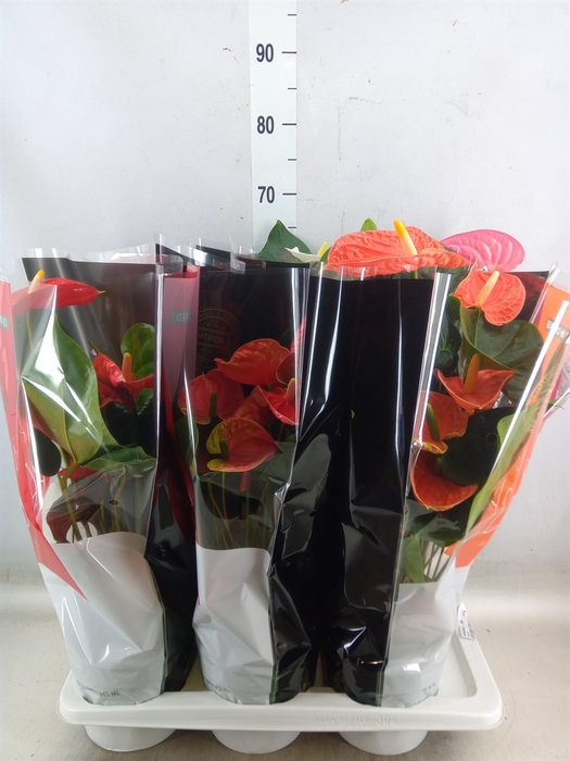 <h4>Anthurium   ...mix</h4>