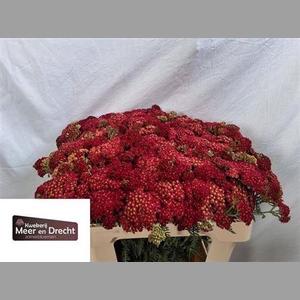 Achillea M Paprika