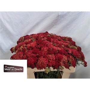 Achillea M Paprika