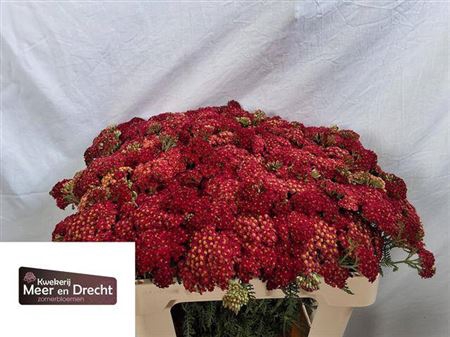 <h4>Achillea M Paprika</h4>