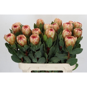 Protea Grandicolor