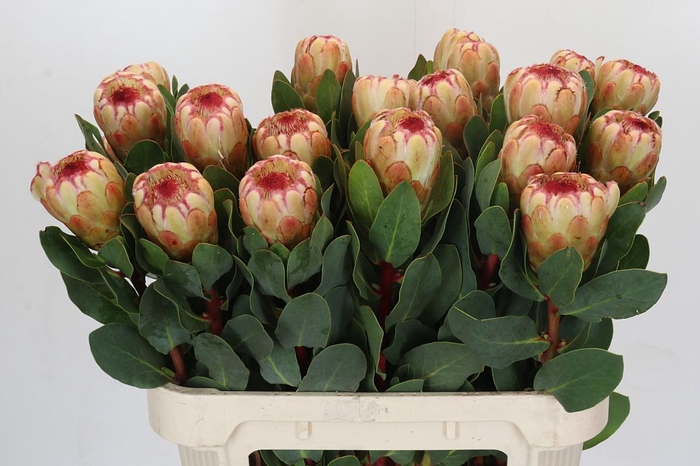 Protea Grandicolor