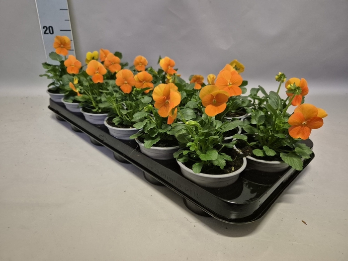 Viola cornuta F1 Orange