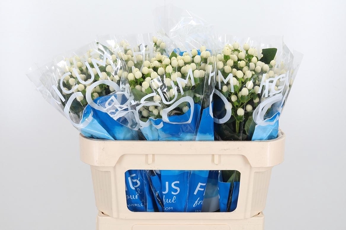 <h4>Hyp Coco Uno</h4>