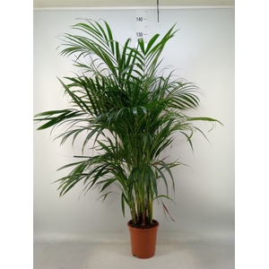 Dypsis lutescens   ...Chrysalidoca
