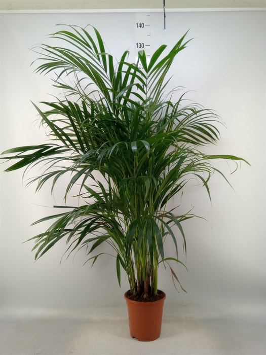 <h4>Dypsis lutescens   ...Chrysalidoca</h4>