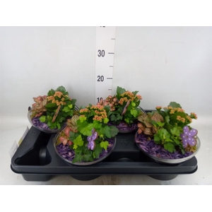 Arr. Planten L%