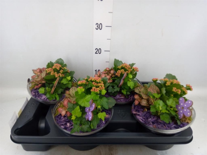 <h4>Arr.    Planten  L%</h4>