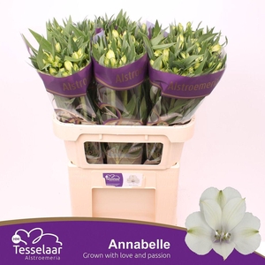 Alstroemeria annabelle
