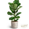 FICUS LYRATA P20 BUSH