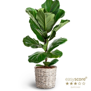FICUS LYRATA P20 BUSH