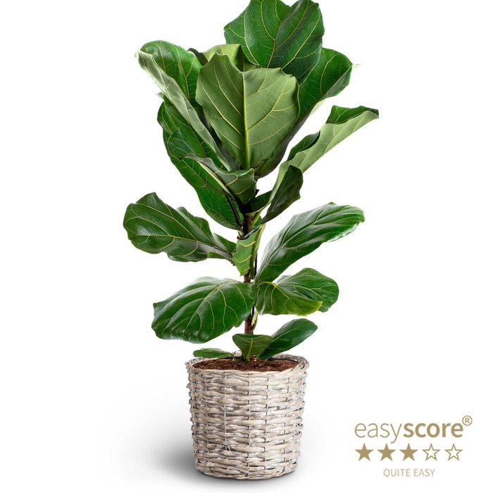 <h4>FICUS LYRATA P20 BUSH</h4>