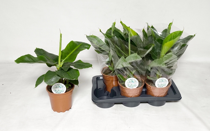 <h4>MUSA TROPICANA</h4>