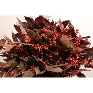 Euca Robusta Berry Red P Bunch