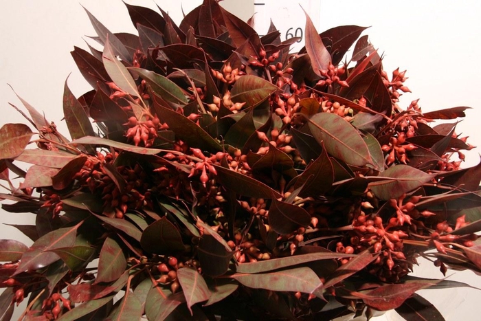 <h4>Euca Robusta Berry Red P Bunch</h4>