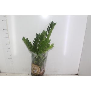 ZAMIOCULCAS P17