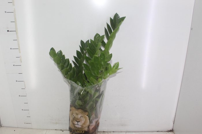<h4>ZAMIOCULCAS P17</h4>