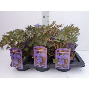Geranium   ...