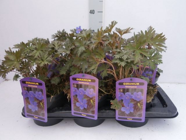 <h4>Geranium   ...</h4>