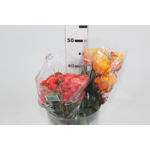ROSA SPRAY VARIADA 040 CM