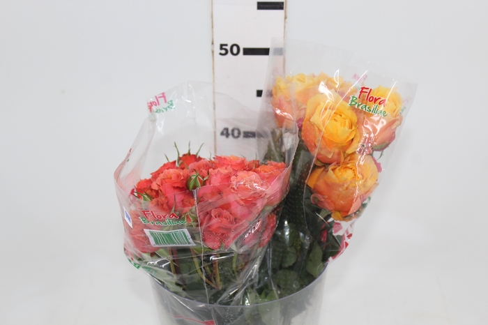 ROSA SPRAY VARIADA 040 CM