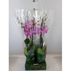 Phalaenopsis   ...