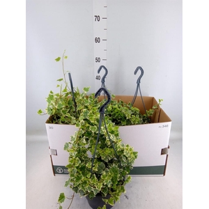 Hedera helix 'White Wonder'