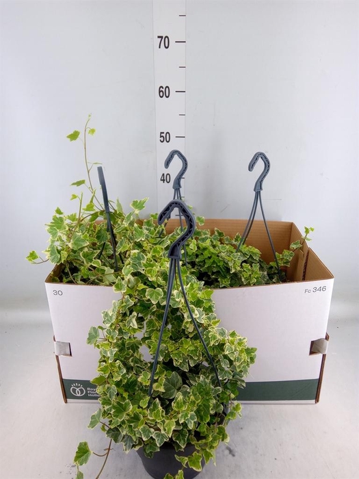 <h4>Hedera helix 'White Wonder'</h4>