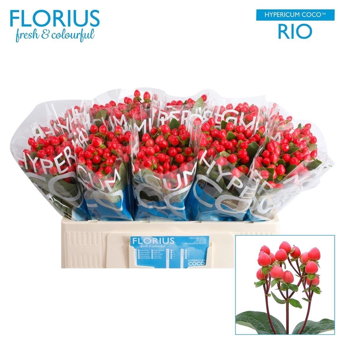 <h4>Hyp Coco Rio</h4>