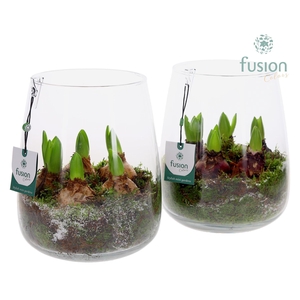 Glas Alzada groot met Hyacinthus