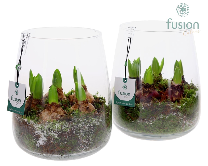 <h4>Glas Alzada groot met Hyacinthus</h4>