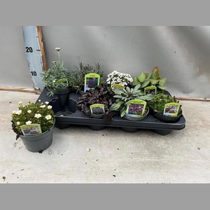 VASTE PLANT GEM 6 SO