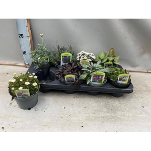 VASTE PLANT GEM 6 SO