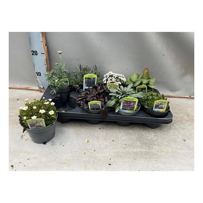 <h4>VASTE PLANT GEM 6 SO</h4>