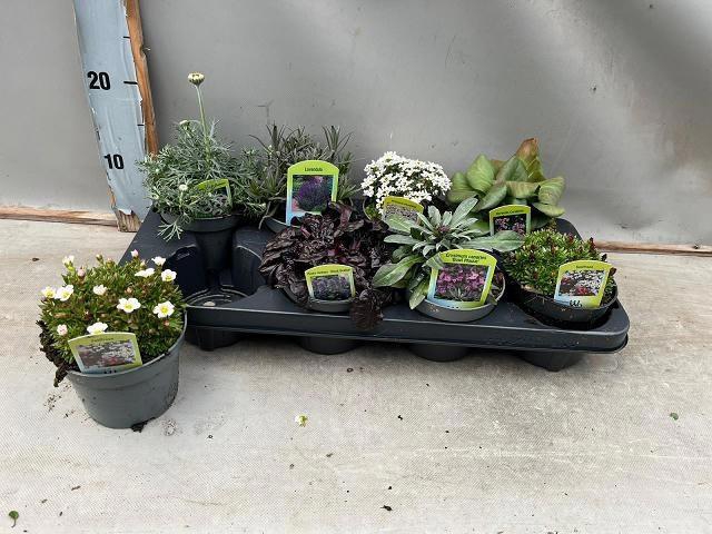 VASTE PLANT GEM 6 SO