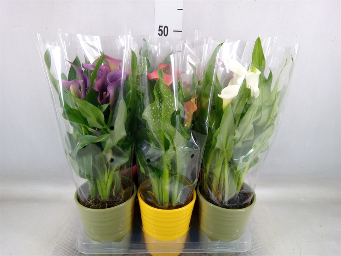 <h4>Zantedeschia   ...mix 4</h4>