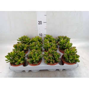 Crassula ovata 'Gandalf'