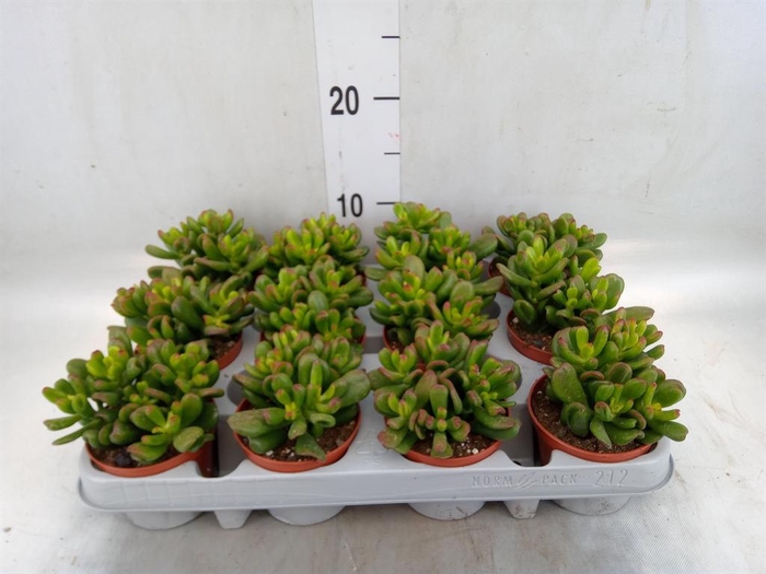 <h4>Crassula ovata 'Gandalf'</h4>
