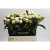 Paeonia Bowl Of Cream
