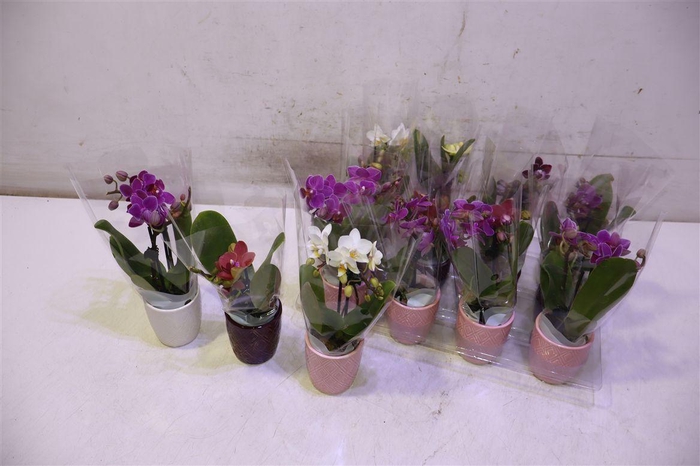 <h4>Phal Mini</h4>