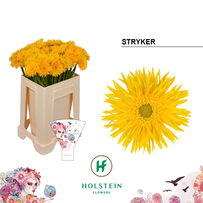 <h4>Germini Spider Stryker Water/Hoes x80</h4>