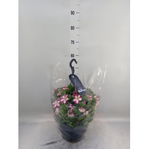 Petunia  'Surfinia'   ...